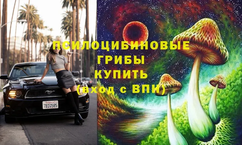 Псилоцибиновые грибы Cubensis  Кремёнки 